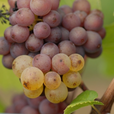 Mutation von Grauburgunder zu Weisburgunder ANT 0916